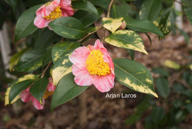 Camellia japonica 'Shin-tsukasa-nishiki'