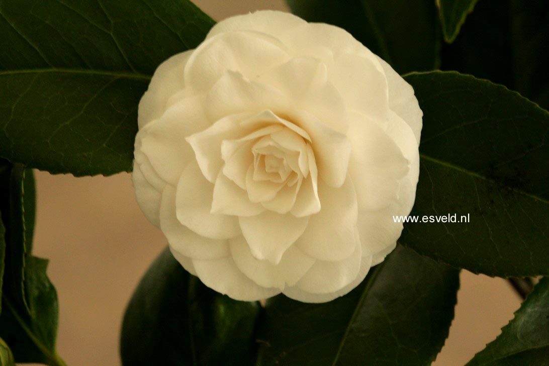 Camellia japonica 'Snow White'