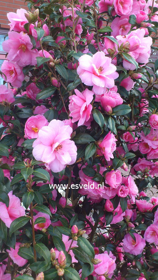 Camellia japonica