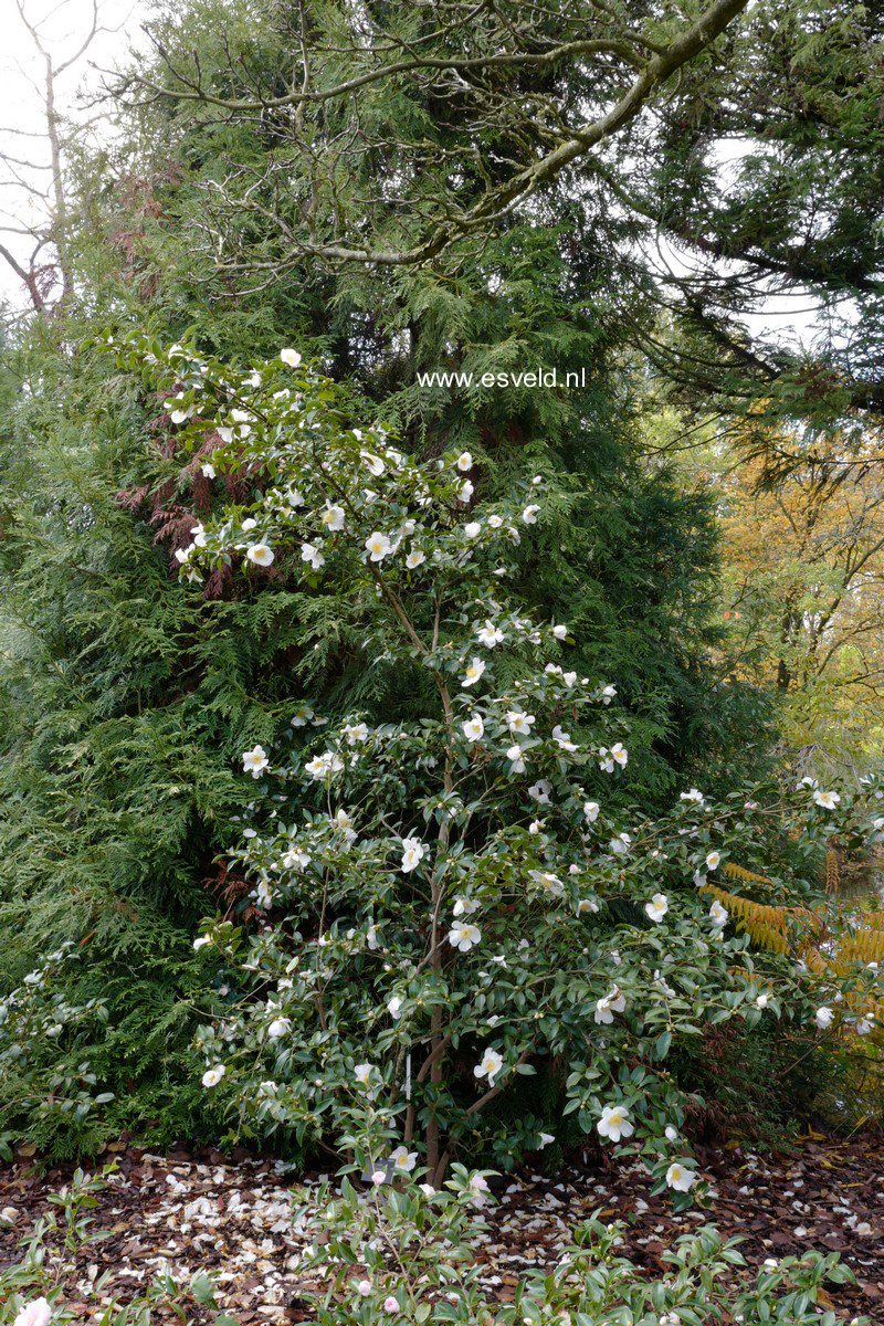 Camellia sasanqua 'Narumi-gata'