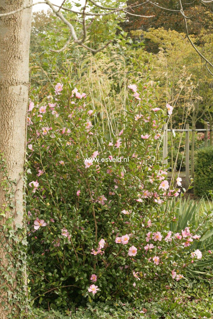 Camellia sasanqua 'New Dawn'