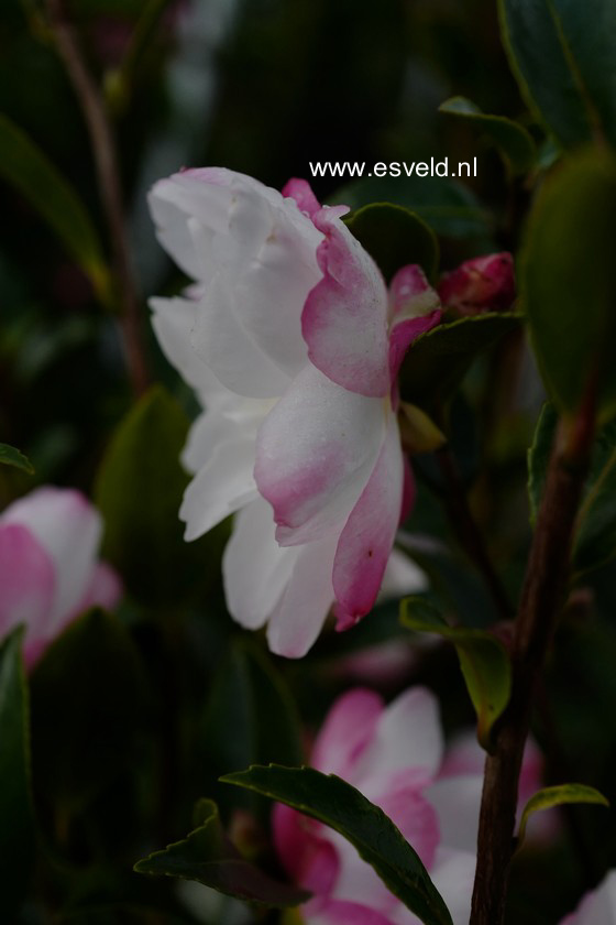 Camellia sasanqua 'Paradise Blush'