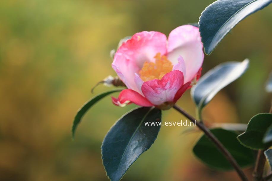 Camellia sasanqua 'Rainbow'