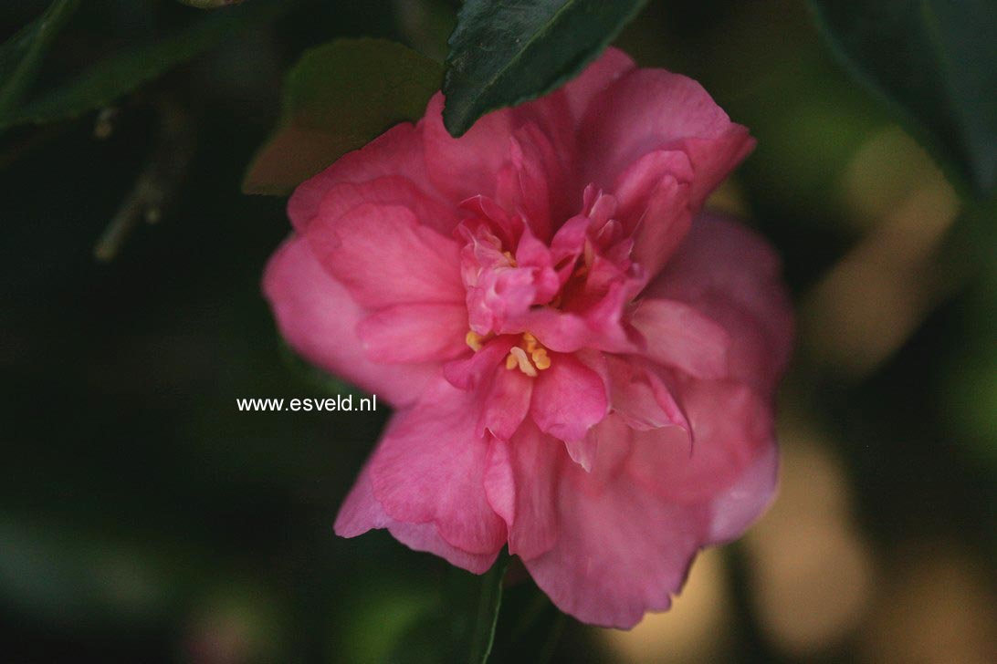 Camellia sasanqua 'Sparkling Burgundy'