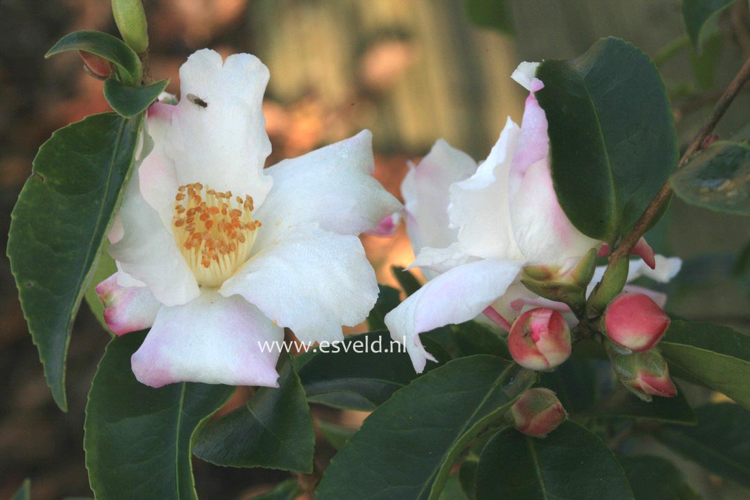 Camellia sasanqua 'Yoimachi'