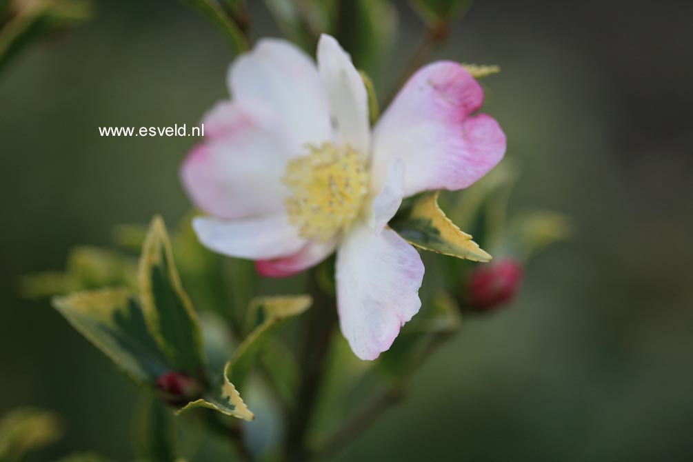 Camellia sasanqua f. variegata