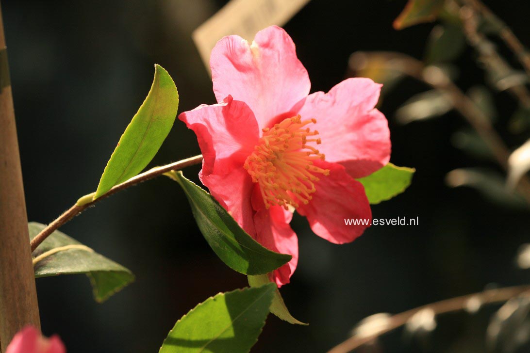 Camellia sasanqua