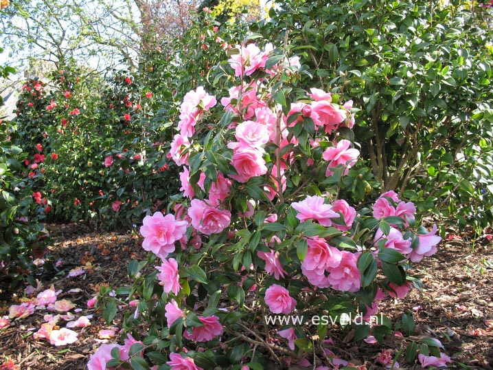 Camellia williamsii 'Donation'