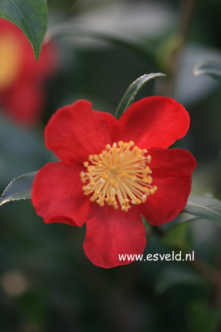Camellia x vernalis 'Yuletide'