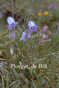 Campanula barbata