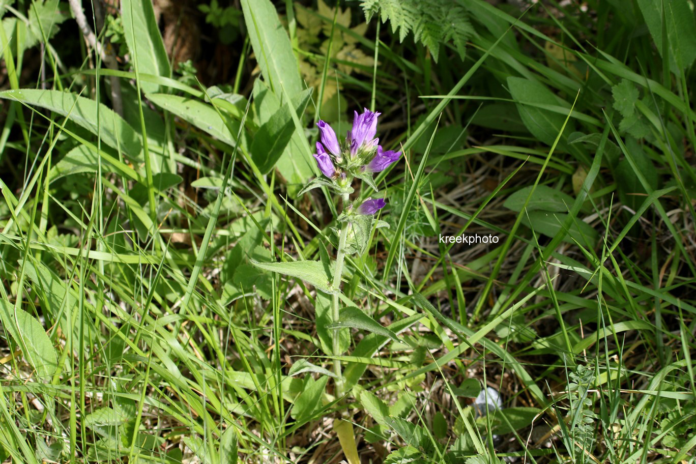 Campanula glomerata