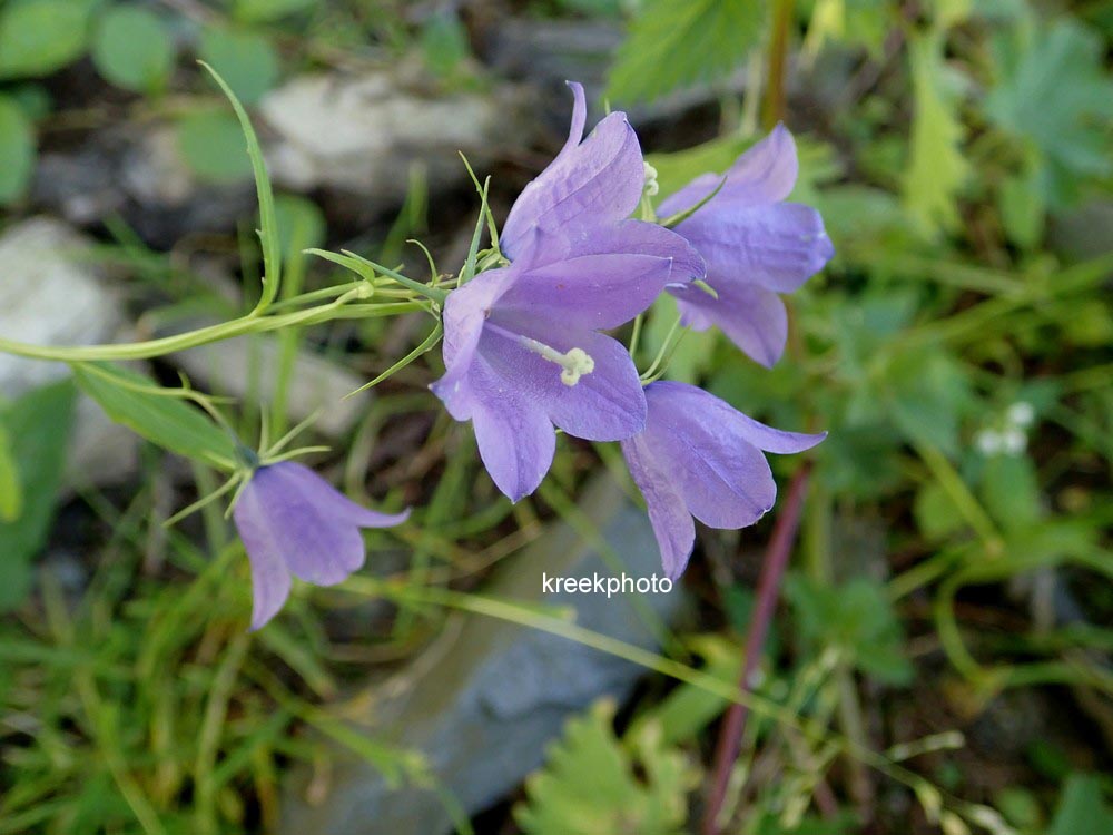 Campanula persicifolia