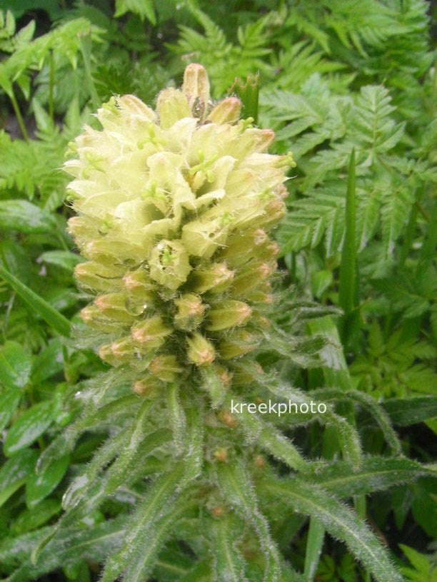 Campanula thyrsoides