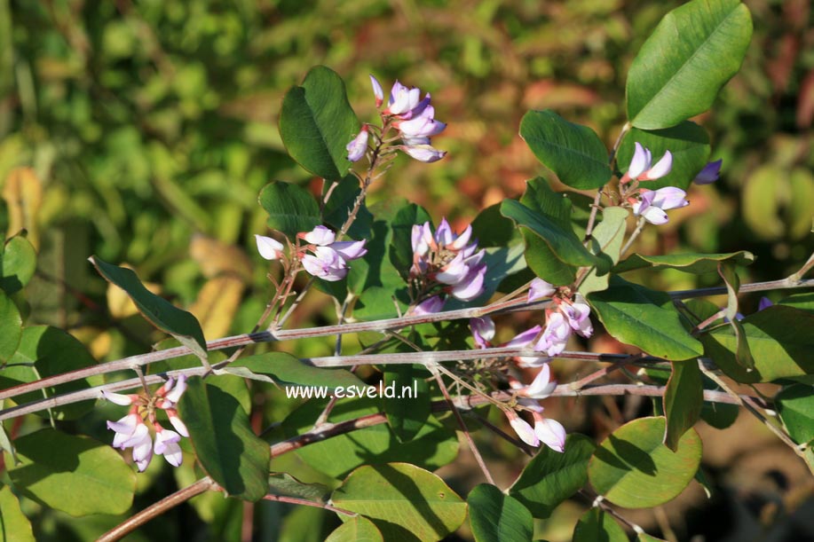 Campylotropis macrocarpa