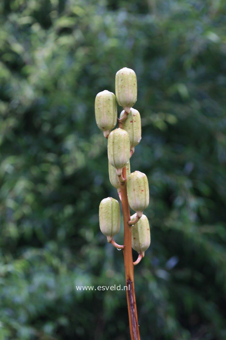 Cardiocrinum giganteum