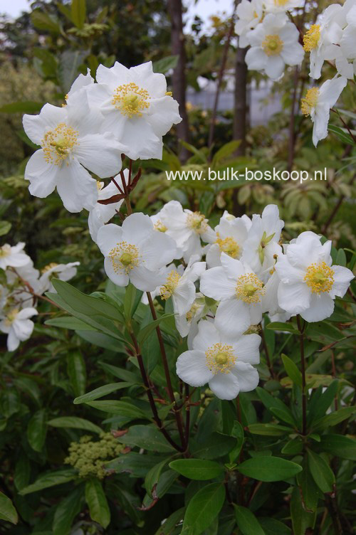 Carpenteria californica 'Bodnant'