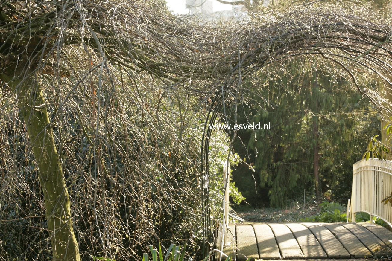 Carpinus betulus 'Pendula'