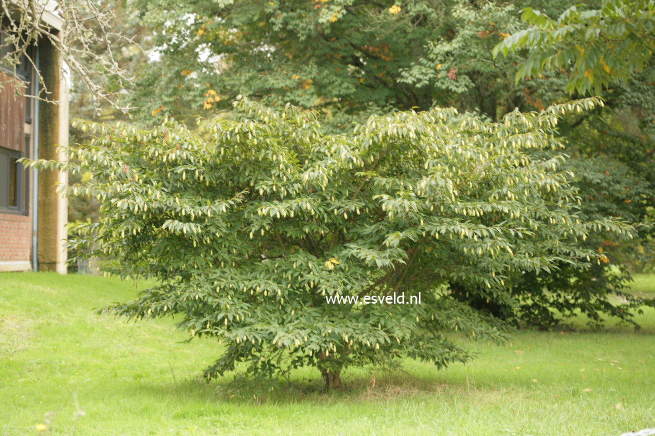 Carpinus japonica