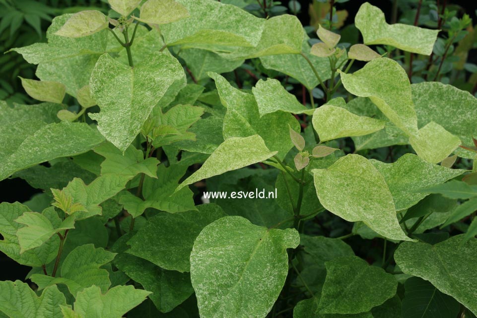 Catalpa speciosa 'Pulverulenta'