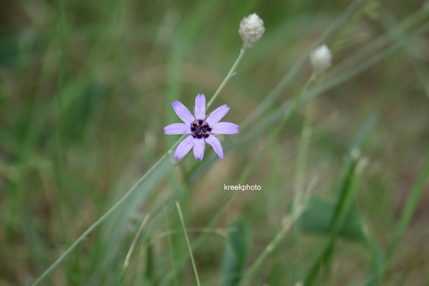 Catananche caerulea