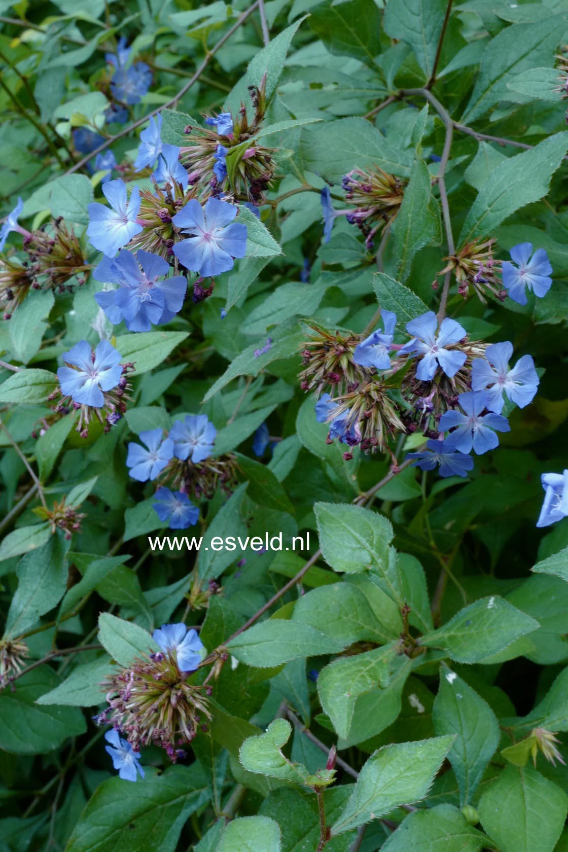 Ceratostigma griffithii