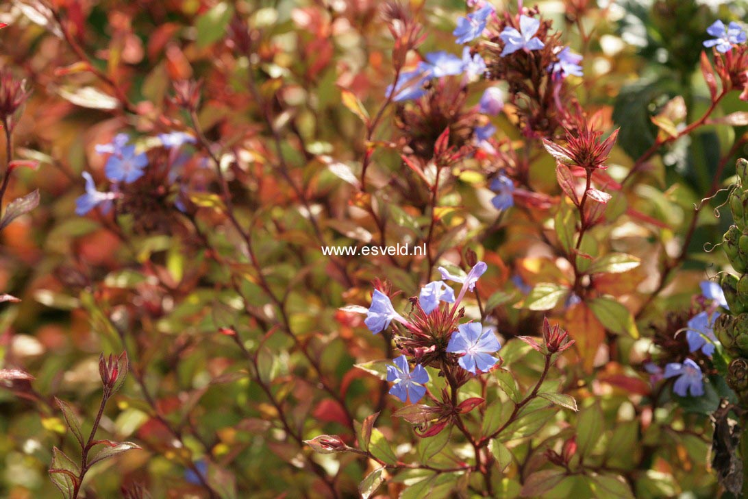 Ceratostigma willmottianum