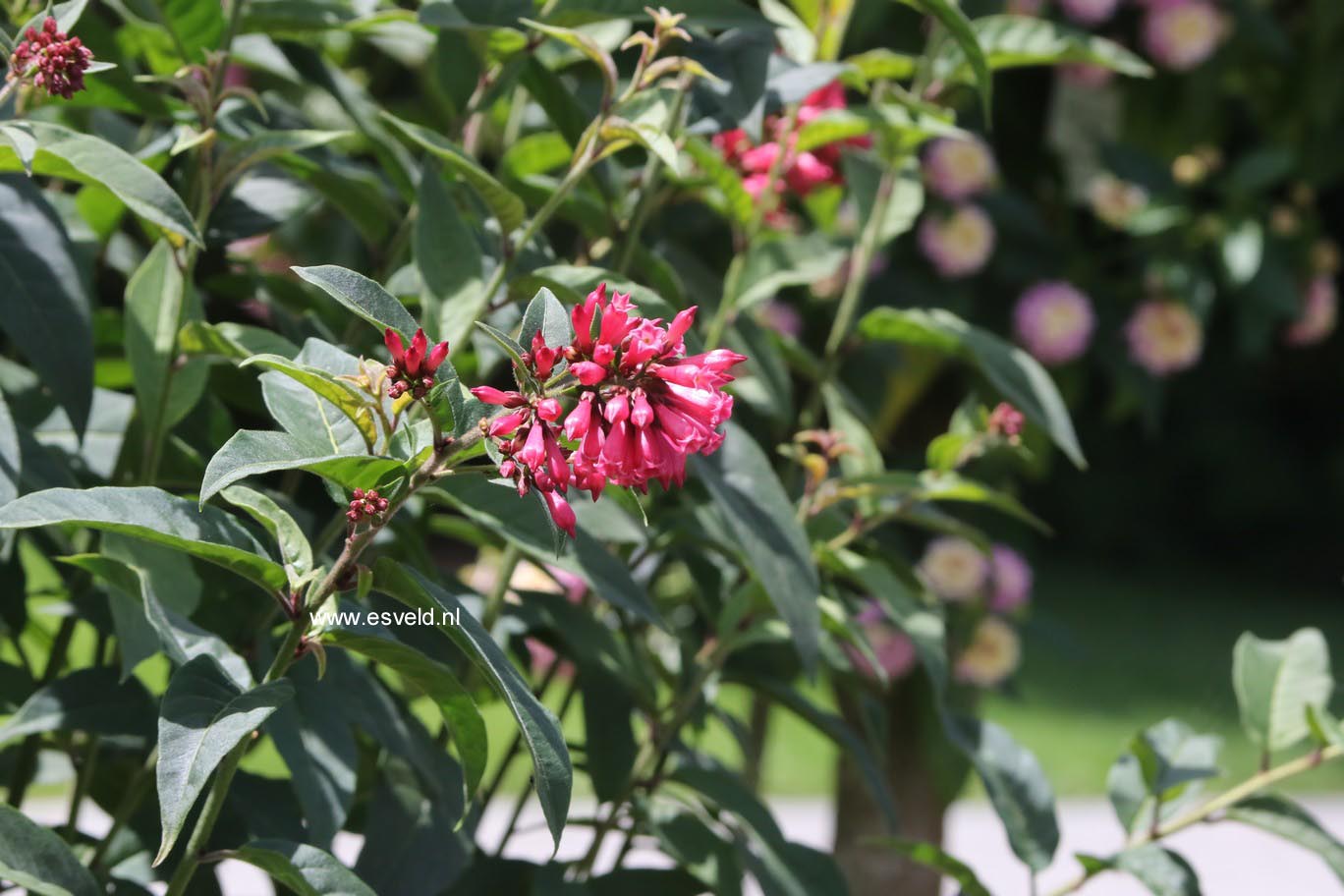 Cestrum elegans