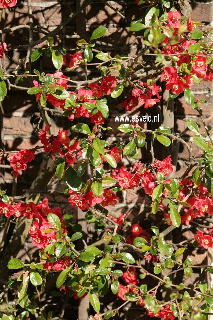Chaenomeles speciosa