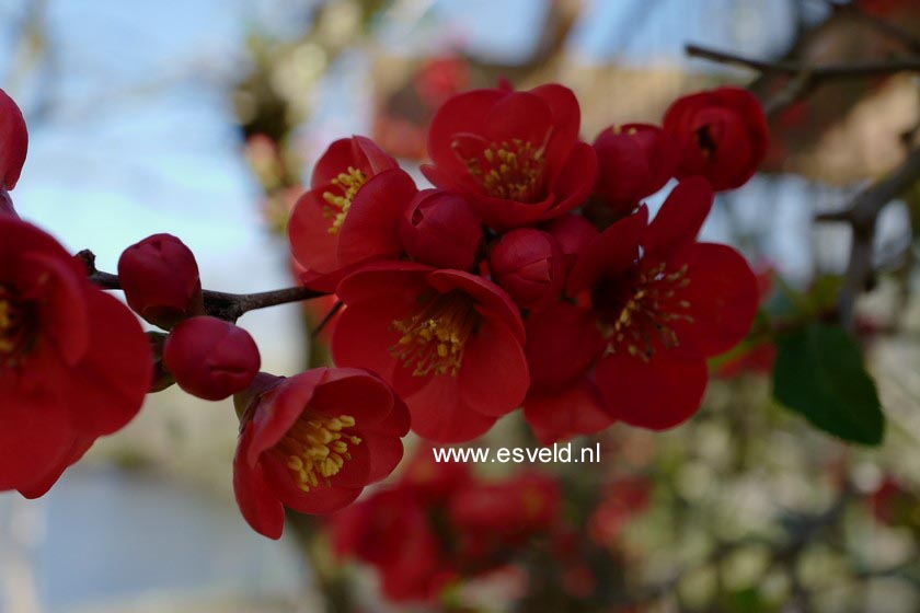 Chaenomeles superba 'Nicoline'