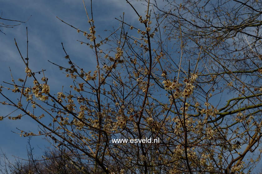 Chimonanthus yunnanensis