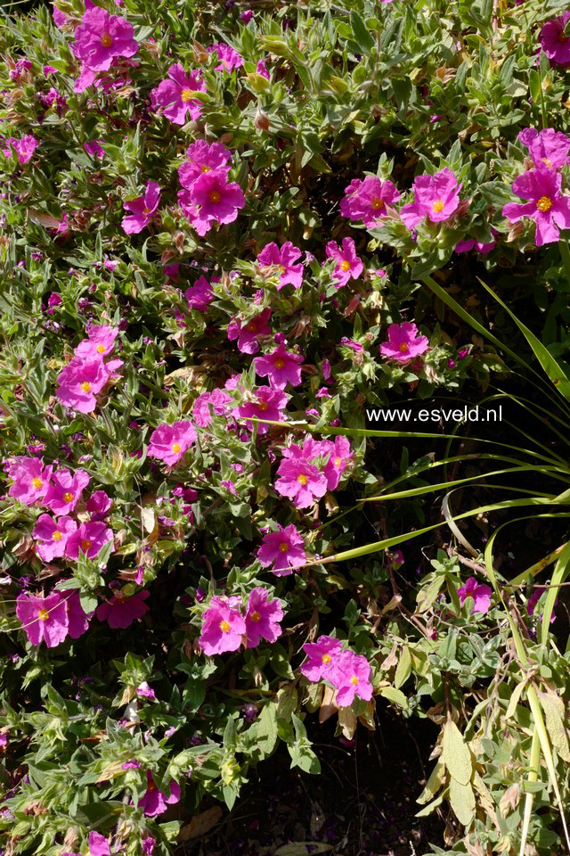 Cistus pulverulentus