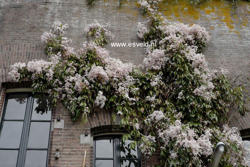 Clematis 'Apple Blossom'