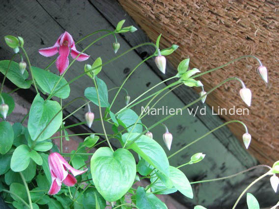 Clematis 'Etoile Rose'