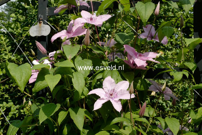 Clematis 'Hagley Hybrid'