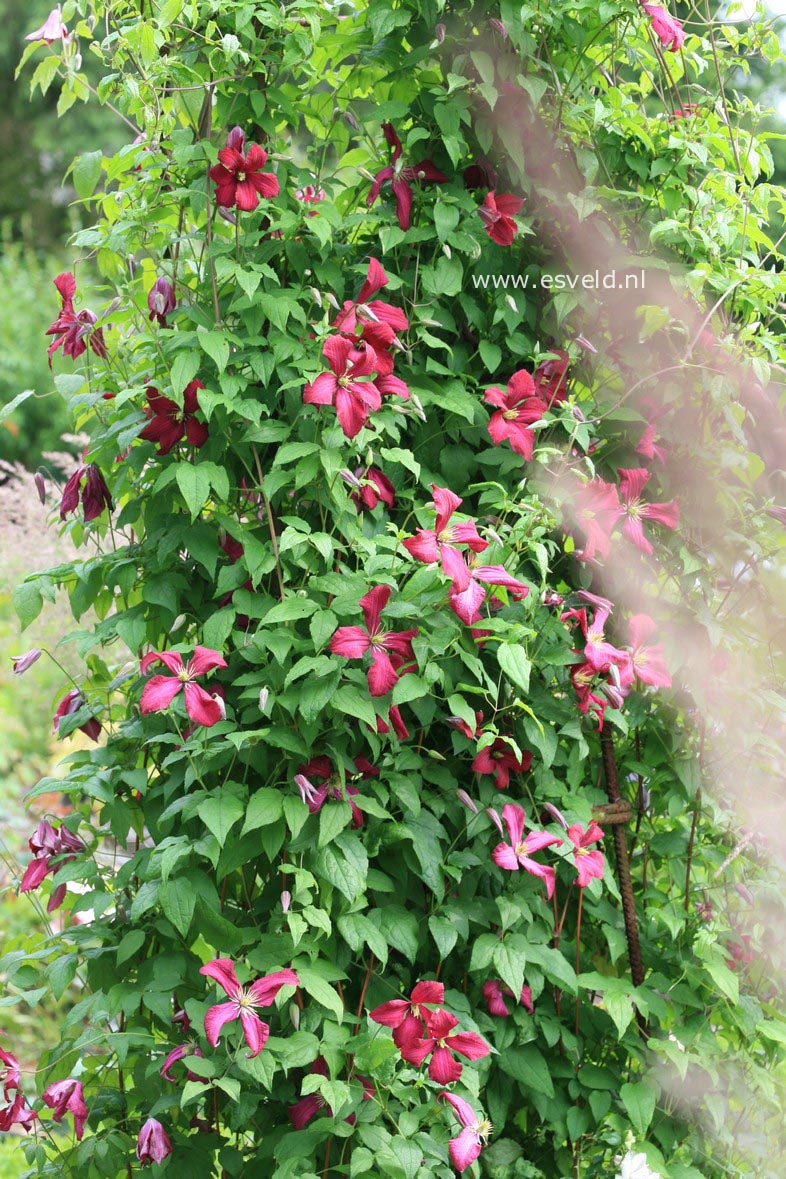 Clematis 'Madame Julia Correvon'