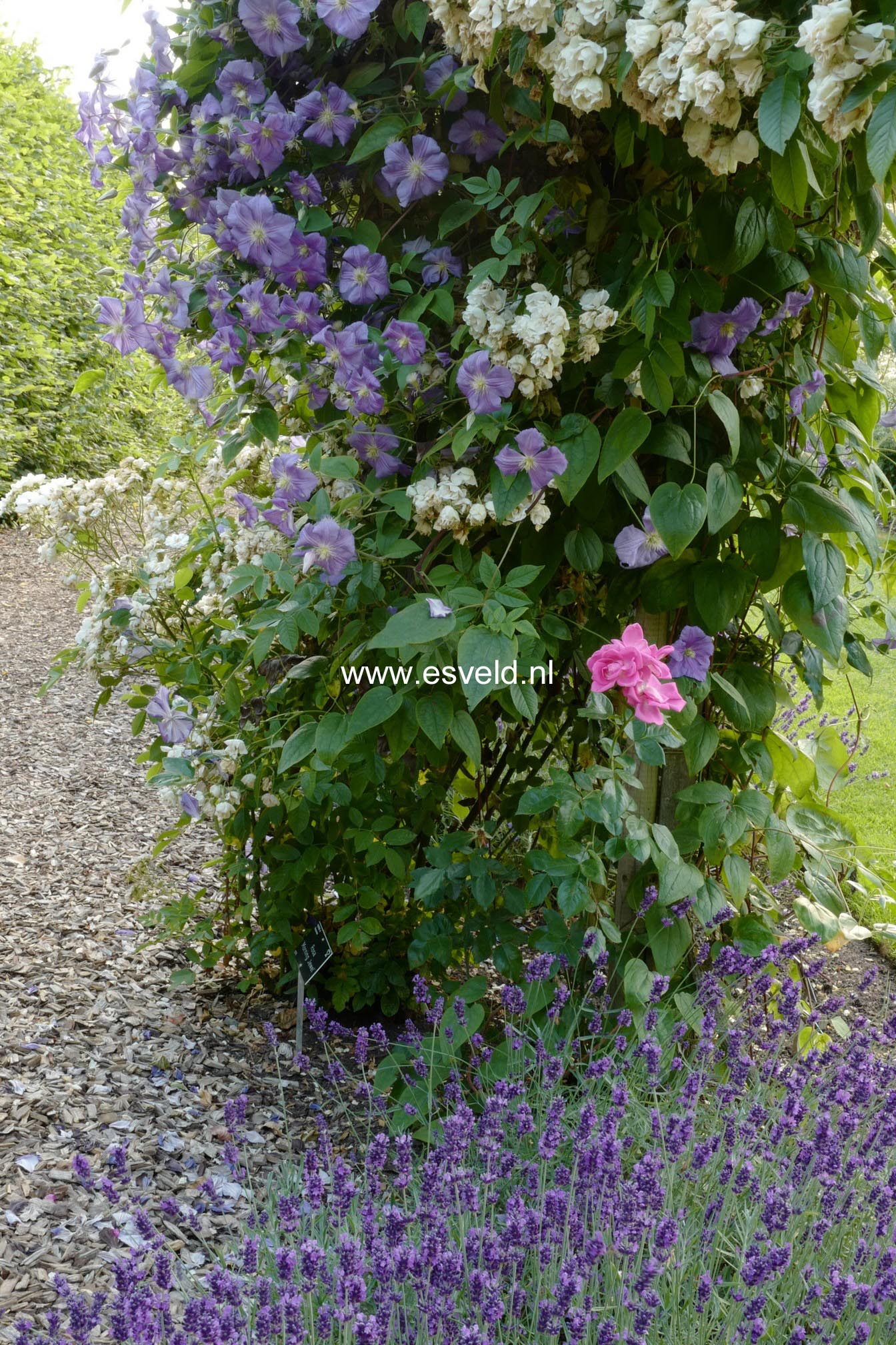 Clematis 'Perle d'Azur'