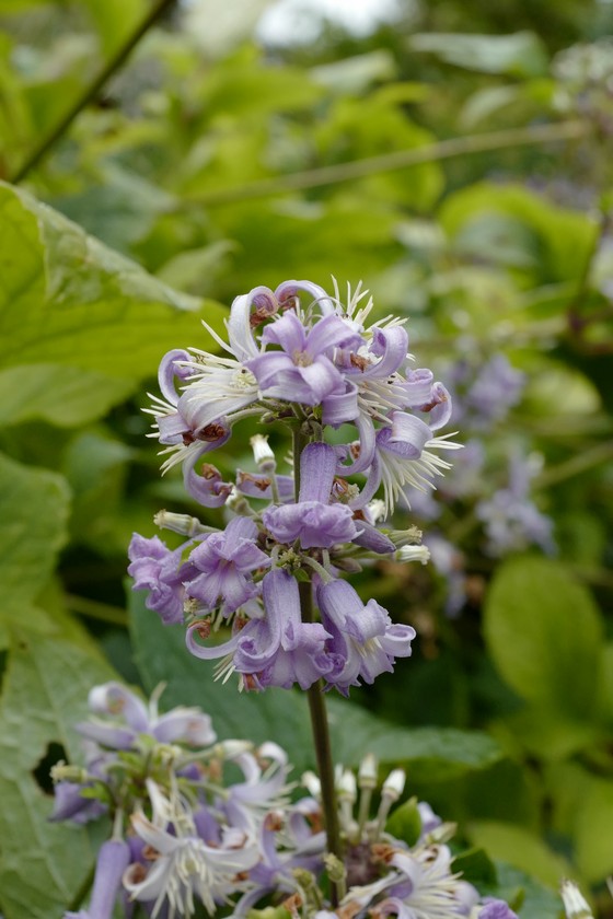 Clematis heracleifolia