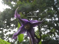 Clematis integrifolia
