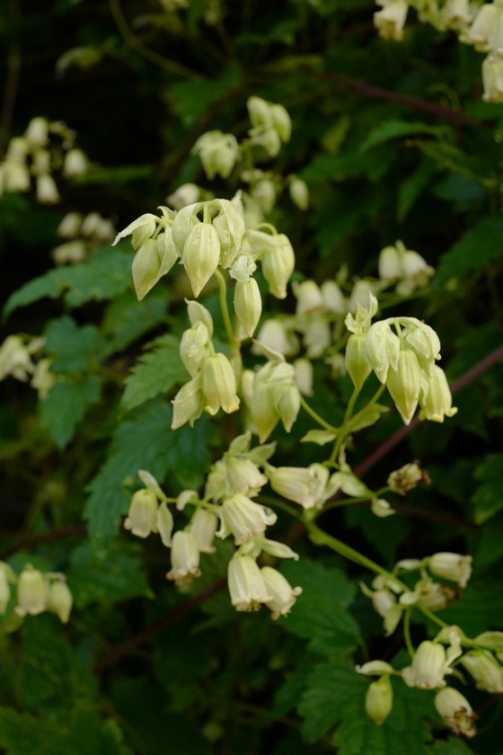 Clematis rehderiana