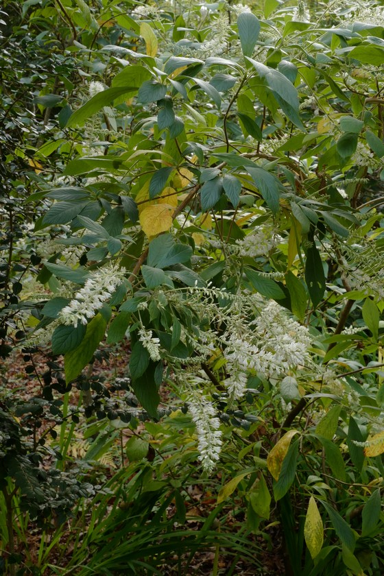 Clethra tomentosa 'Cottondale'