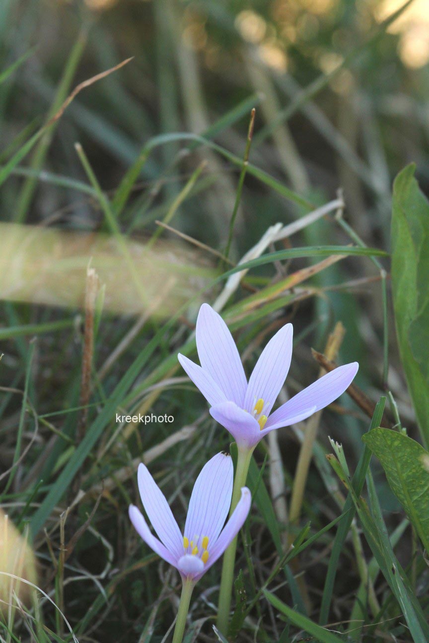 Colchicum autumnale