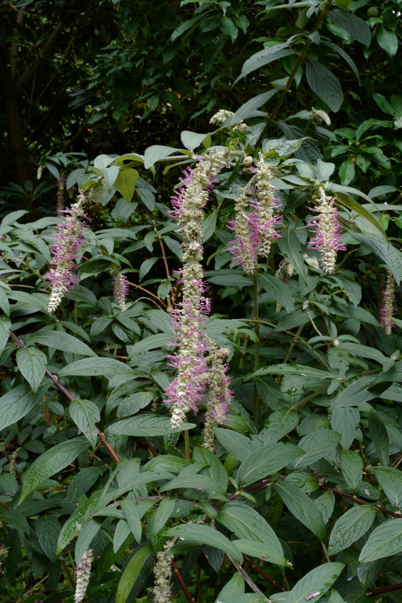 Comanthosphace dependens