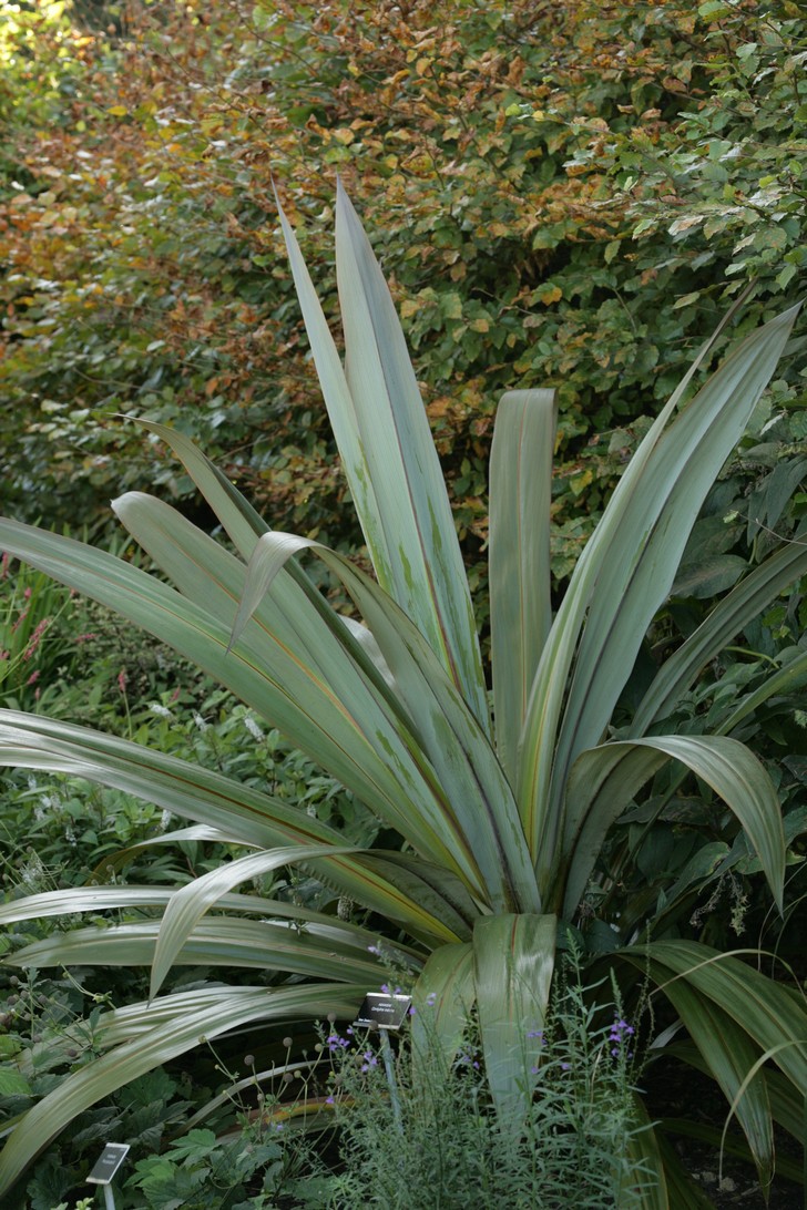 Cordyline indivisa