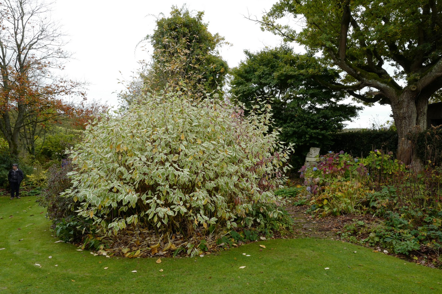 Cornus alba 'Elegantissima'