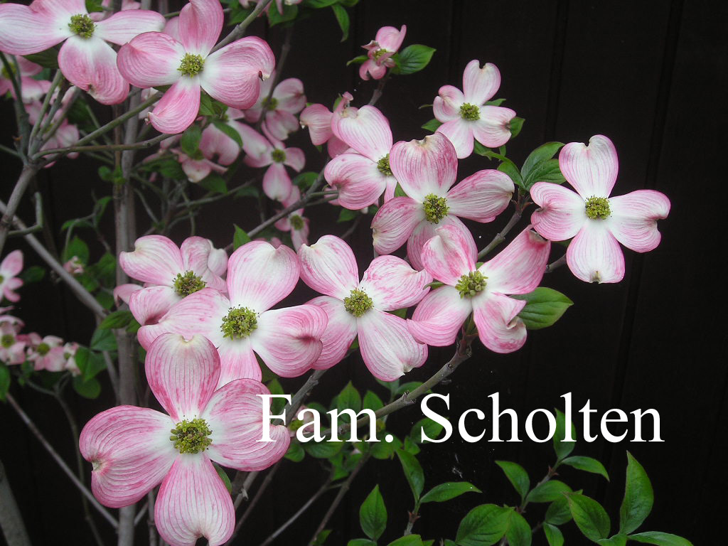 Cornus florida 'Cherokee Chief'