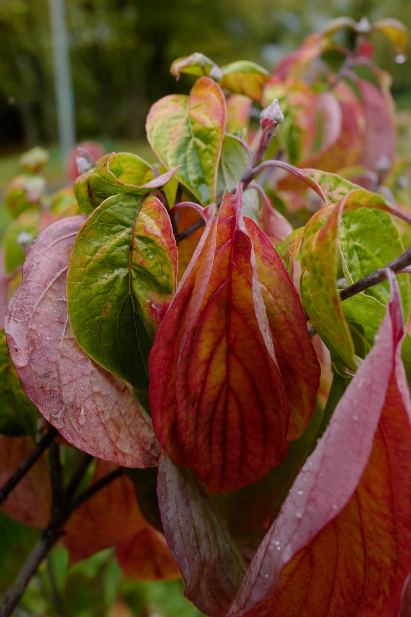 Cornus florida 'Daniela'