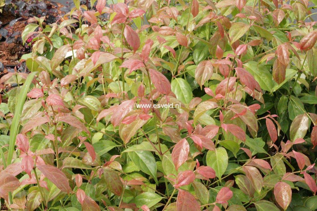 Cornus hongkongensis