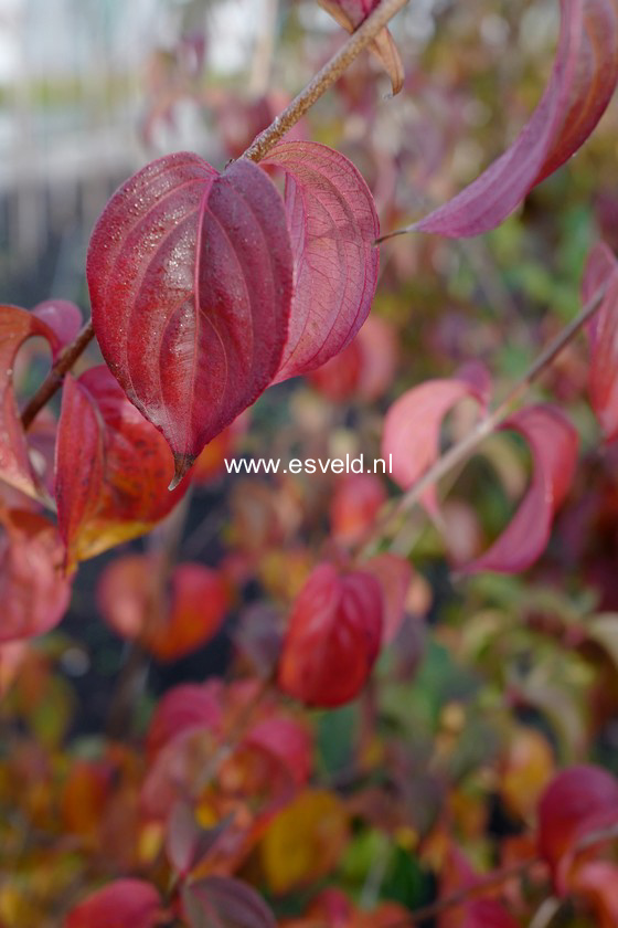 Cornus kousa 'Autumn Rose'