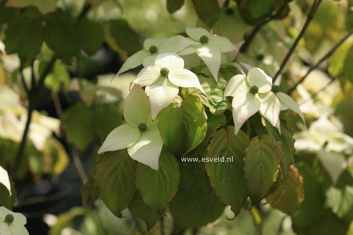 Cornus kousa 'Ed Mezitt'