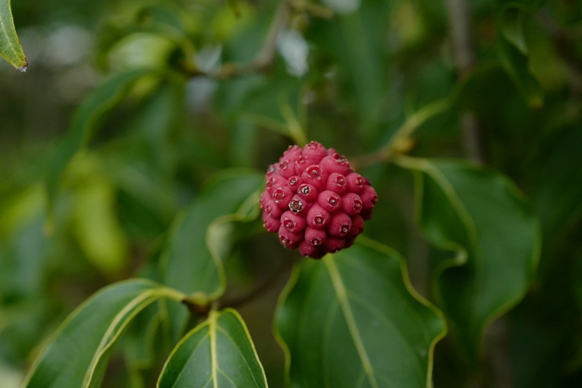 Cornus kousa 'Milky Way'
